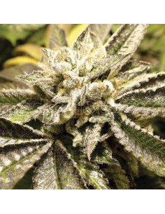 MEDICAL SEEDS CANADIAN KUSH