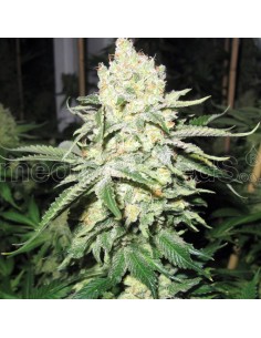 MEDICAL SEEDS NO NAME