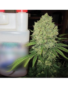 MEDICAL SEEDS PROZACK