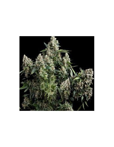 PYRAMID SEEDS AUTO TUTANKHAMON