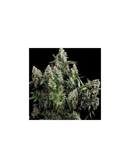 PYRAMID SEEDS AUTO TUTANKHAMON