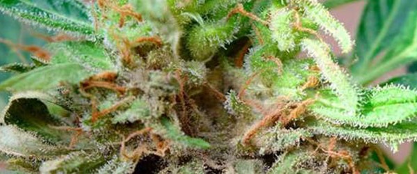 CÓMO PREVENIR LA BOTRYTIS